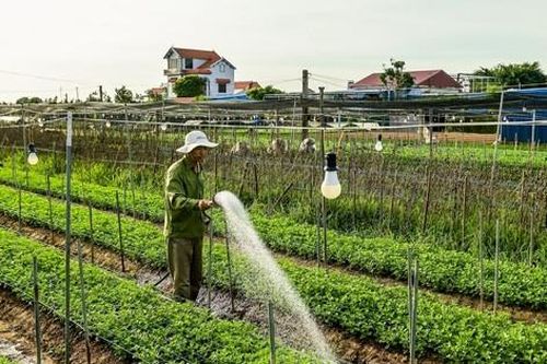 Vựa hoa lớn nhất Nam Định 'hồi sinh' sau bão lũ