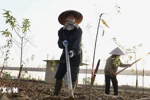 Hà Nội: Người dân Phú Thượng nỗ lực hồi sinh vườn đào Nhật Tân
