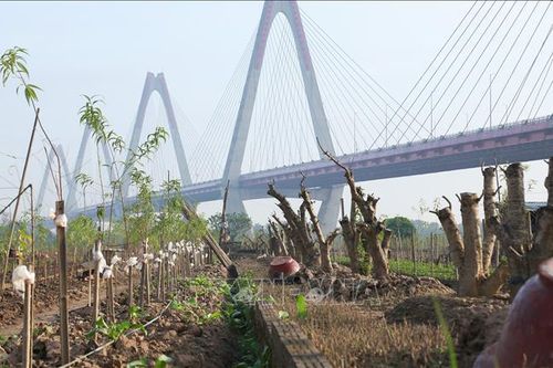 Nỗ lực hồi sinh vườn đào Nhật Tân của người dân Phú Thượng