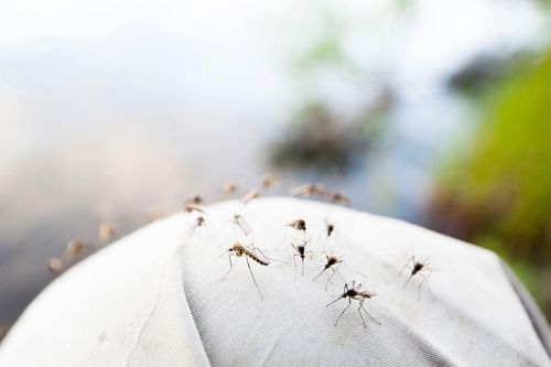 Muỗi đực cũng có thể hút máu
