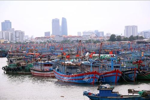 Đà Nẵng cấm đường lên bán đảo Sơn Trà, nhiều sân bay ngừng tiếp nhận máy bay