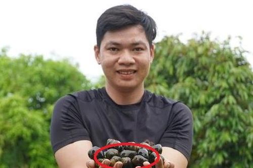 Nuôi con 'hiền như đất' mê ăn ổi, anh nông dân nhẹ nhàng thu lãi 400 triệu đồng