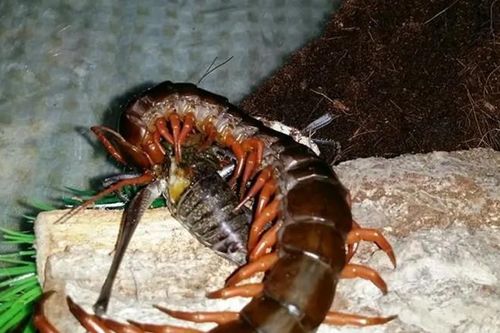 Liều bắt 'quái vật trăm chân' trong Tây Du Ký, hốt ngay hơn 2 triệu/kg