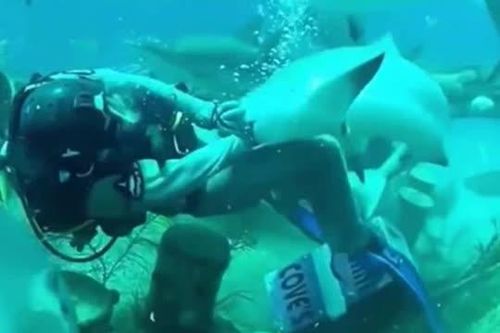 CLIP: 'Sởn gai ốc' trước cảnh con người bị tấn công bởi các 'thủy quái'