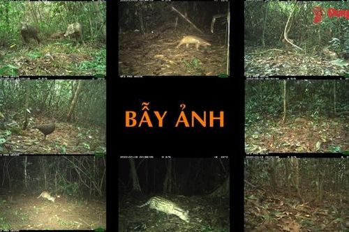 Loạt bài: Ứng dụng công nghệ bảo vệ rừng quốc gia Bài 2: Bẫy ảnh