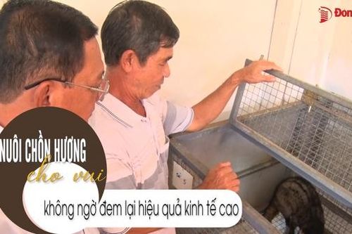 Nuôi chồn hương cho vui không ngờ đem lại hiệu quả kinh tế cao