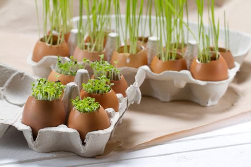 Cách xử lý vỏ trứng thành phân bón cực tốt cho cây ít người biết