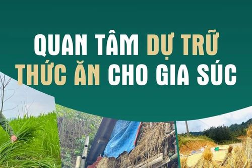 Quan tâm dự trữ thức ăn cho gia súc