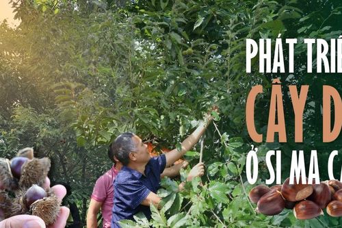 Phát triển cây dẻ ở Si Ma Cai