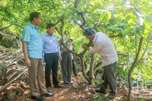 Thâm canh na rải vụ cho thu lãi gần 328 triệu đồng