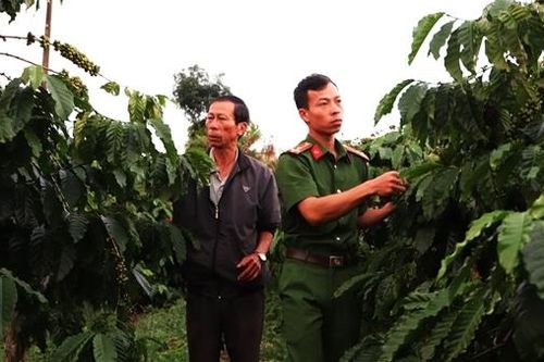 Mùa thu hoạch cà phê, Công an vùng cao trắng đêm tuần tra bảo vệ trật tự