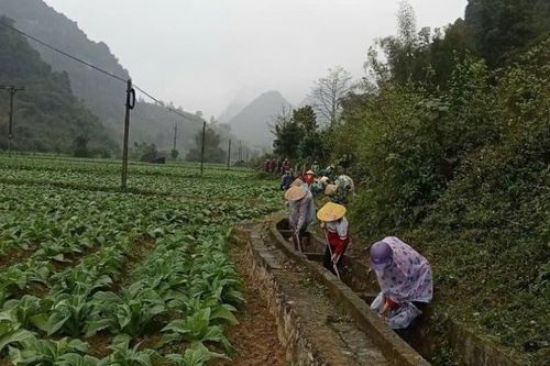 Hà Quảng xây dựng và nhân rộng 188 mô hình, điển hình tiên tiến học tập và làm theo tư tưởng, đạo đức, phong cách Hồ Chí Minh