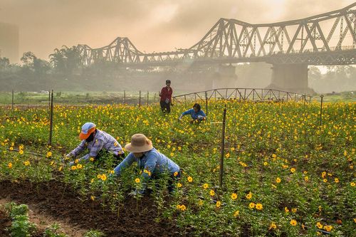 Phụ nữ Ba Đình nhuận sắc cùng những vạt hoa vàng ven sông