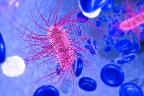 E. coli nguy hiểm thế nào?
