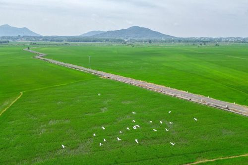 Cánh đồng lúa đẹp như tranh vẽ hút khách ở Bà Rịa - Vũng Tàu