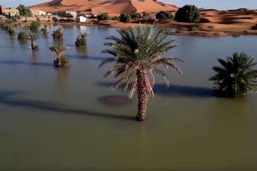 Kỳ lạ cảnh sa mạc Sahara ngập lụt sau nhiều thập kỷ