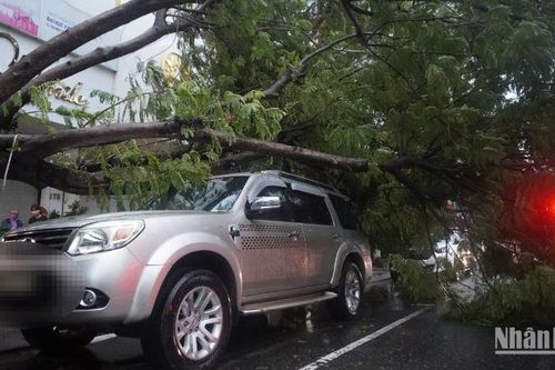 Mưa lớn làm hàng loạt cây gãy đổ ở Đà Nẵng