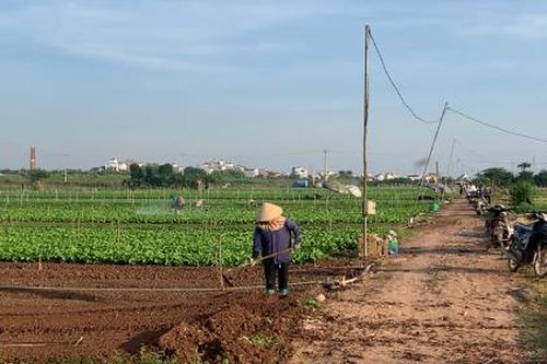 Hà Nội: Nông dân khôi phục sản xuất, hối hả chuẩn bị cho vụ cận Tết