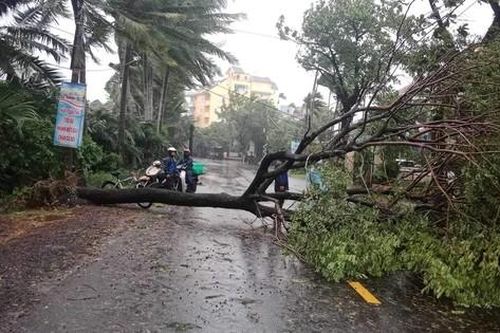Quảng Nam mưa lớn, gió giật bật gốc cây ở Hội An