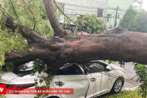 Cây phượng cổ thụ bật gốc, đè ô tô ở TP.HCM