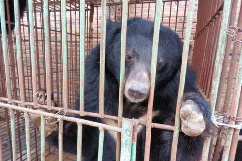46 tỉnh, thành trên cả nước không còn gấu bị nuôi nhốt lấy mật