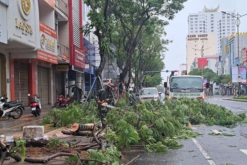 Bão Trami áp sát Đà Nẵng, hàng loạt cây xanh bị gãy đổ