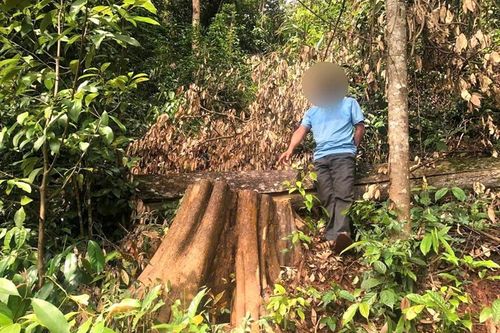 Vào rừng phòng hộ khai thác gỗ về làm cột nhà