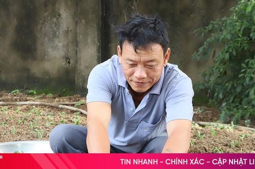 Nông dân Hà Tĩnh xuống giống hoa cúc vụ tết