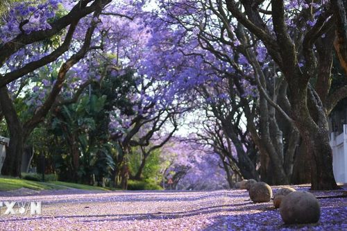 Bình minh rực rỡ sắc tím hoa Jacaranda ở thủ đô Pretoria của Nam Phi