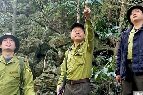 Những người dành cả tuổi thanh xuân để giữ rừng ở Cát Bà