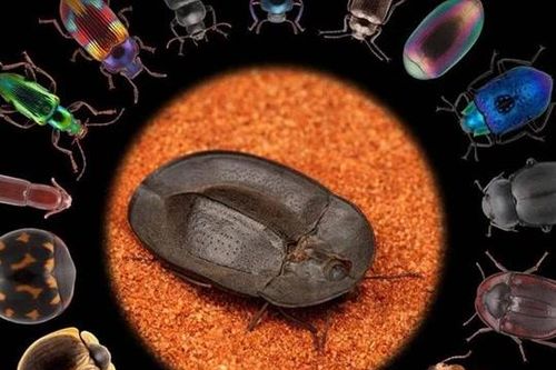 Bọ cánh cứng Darkling: Loài vật nhỏ bé nhưng lại sở hữu khả năng 'tiến hóa lượng tử'