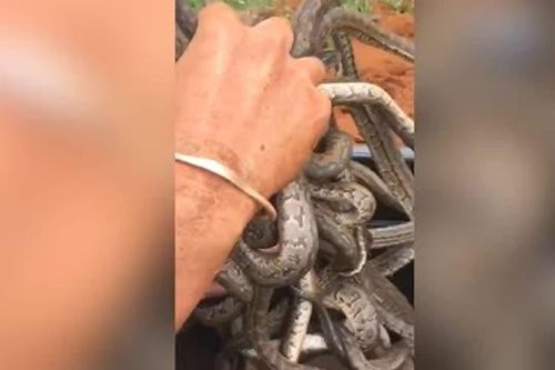 CLIP: Rùng rợn cảnh chàng trai tay không bắt hàng chục con rắn trong hang