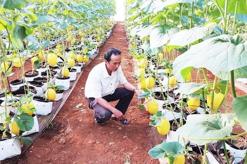 Đẩy mạnh ứng dụng tiến bộ kỹ thuật trong sản xuất nông nghiệp