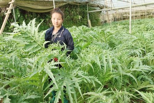 Nông dân Sa Pa thu hoạch lứa lá atiso đầu tiên trong niên vụ mới