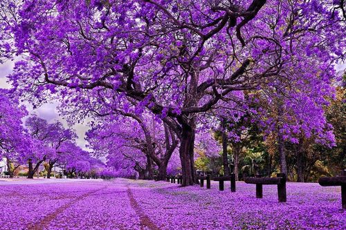 Mùa Xuân rực rỡ sắc tím hoa Jacaranda tại thủ đô của Nam Phi