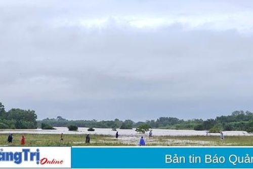 Cam Lộ: Người dân đổ xô ra ven sông Hiếu bắt dế trong mưa lũ