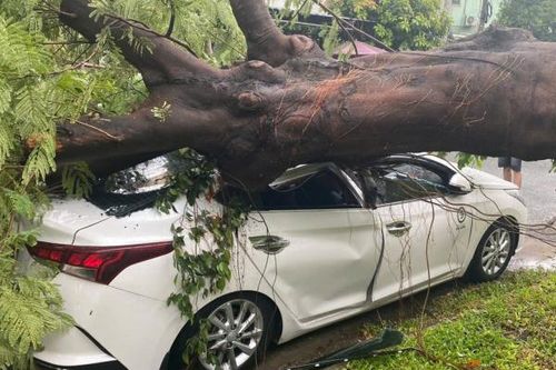 Mưa lớn, cây cổ thụ trong trường tiểu học bật gốc đè xe ô tô