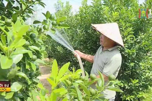 Vùng chuyên canh quất lớn nhất miền Trung vào vụ Tết