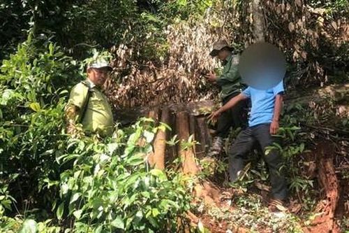 Khởi tố người đàn ông táo tợn dùng xe cẩu khai thác gỗ trong rừng phòng hộ