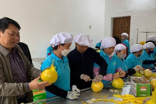 'Bệ đỡ' hợp tác xã góp phần giảm nghèo