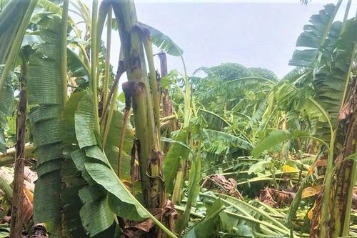 Quảng Nam: Ảnh hưởng bão số 6, gần 10ha chuối ở huyện Đại Lộc hư hỏng