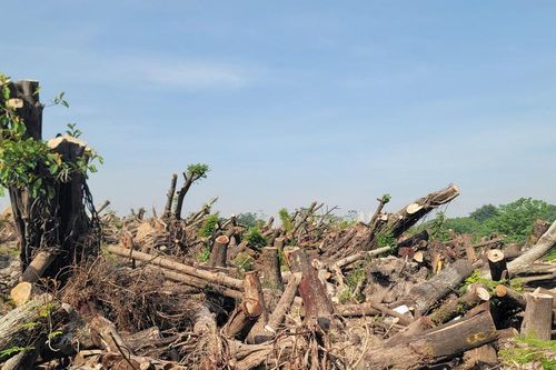 Bãi tập kết hàng nghìn khúc gỗ từ cây gãy đổ do bão số 3 chờ đấu giá
