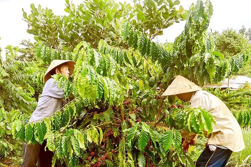 Niên vụ 2023-2024: Việt Nam xuất khẩu cà phê gần 5,5 tỷ USD