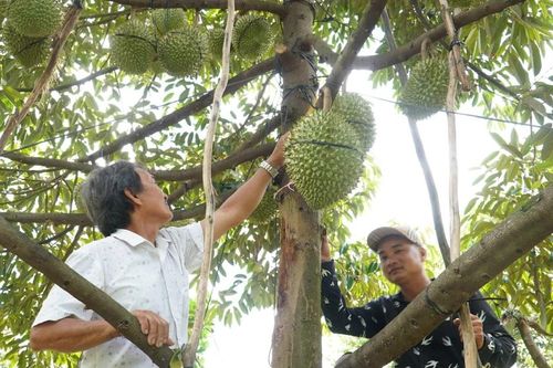 ĐBSCL: Giá sầu riêng tăng, giá cua giảm