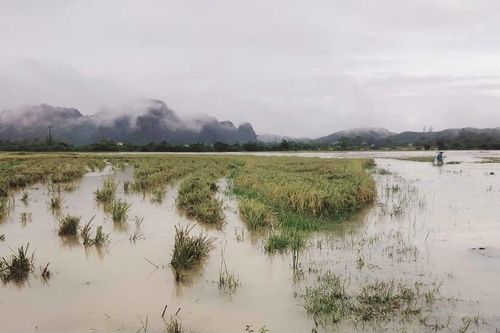 Hòa Bình triển khai các biện pháp phục hồi sản xuất nông nghiệp sau bão lũ