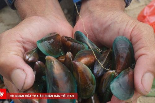 Người dân Đà Nẵng phấn khởi nhặt 'lộc biển' sau bão