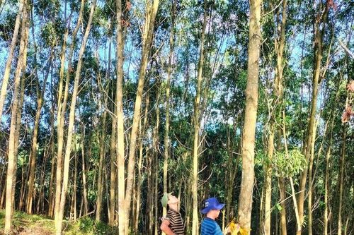 Xúc tiến liên kết đầu tư trồng rừng gỗ lớn vùng Bắc Trung Bộ