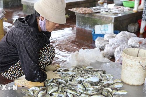 Báo động việc người dân miền biển Nghệ An vẫn dùng cá nóc trong bữa ăn