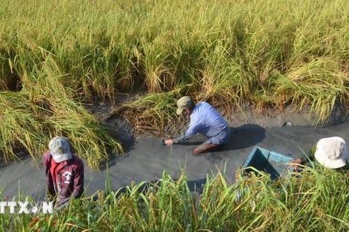 Đẩy mạnh sản xuất lúa - tôm an toàn sinh học