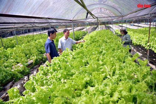 Không để nông dân đứng riêng lẻ 'một mình một chợ'